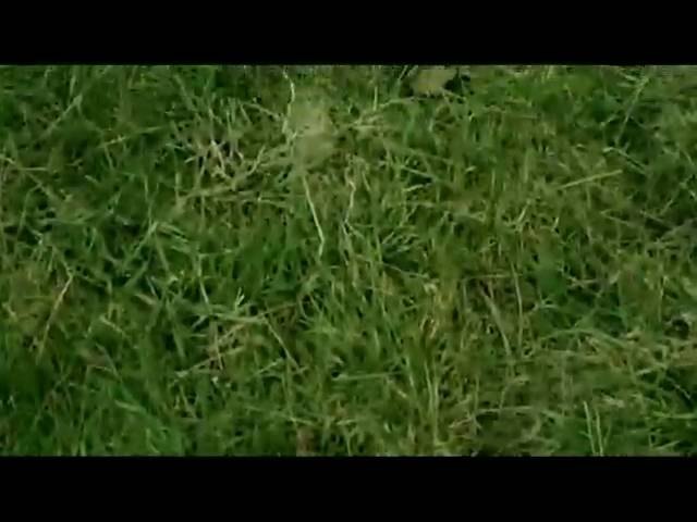 A Handful of Grass