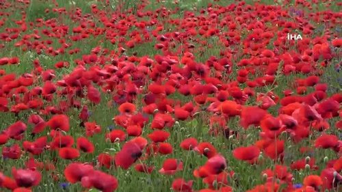 Poppy Field (Gelincik Tarlası)