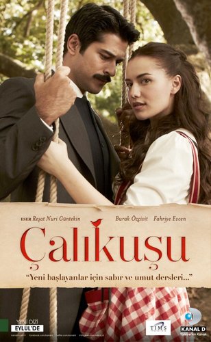 Wren (Çalıkuşu)
