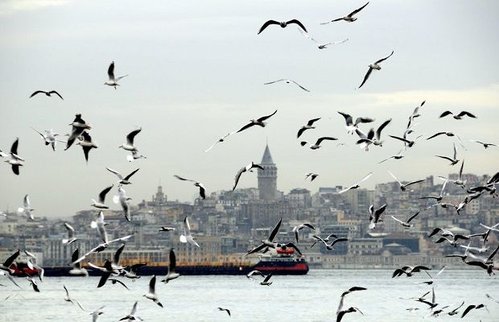 Seagulls and Istanbul (Martılar ve İstanbul)